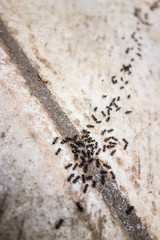 Ants row