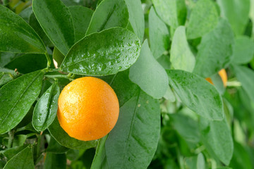 Tangerine on a citrus tree.