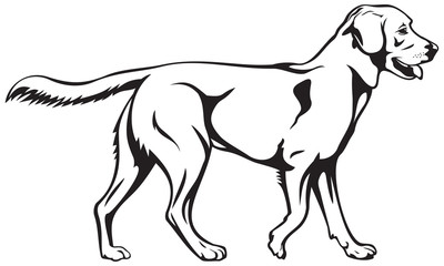 Labrador retriever dog breed illustration