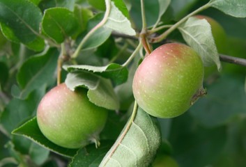 growing apples on tree