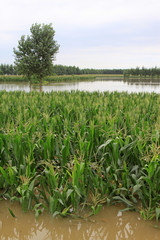 Maize and trees in the flood, Luannan, Hebei, China.