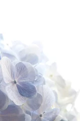 Crédence de cuisine en verre imprimé Hortensia Hortensia bleu-violet