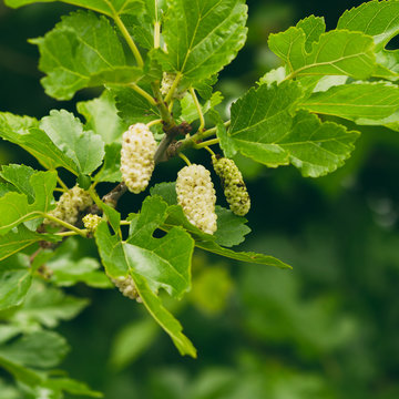 white mulberry on the branch
