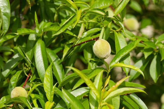 apricots grow on a branch among green leaves