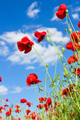 Fototapeta premium red poppy against blue cloudy sky