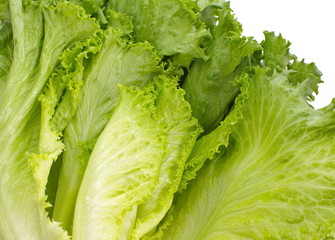 Fresh green lettuce isolated on a white
