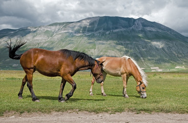 Fototapeta na wymiar Cavalli sotto il Monte Vettore - Castelluccio di Norcia