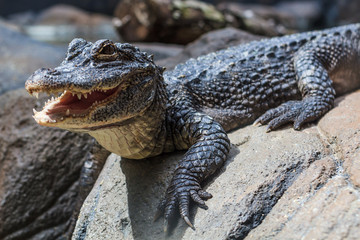 Obraz premium Yangtze Alligator