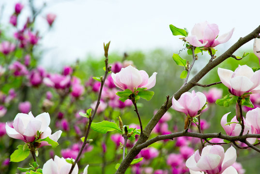 Fototapeta Pink magnolia