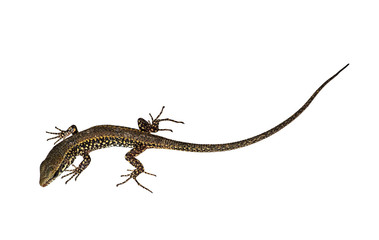 Podarcis muralis - Common European Wall Lizard isolated over whi