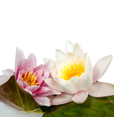 Fototapeta na wymiar Lilie wodne na pad lilia, opcjonalnie przed białym tle
