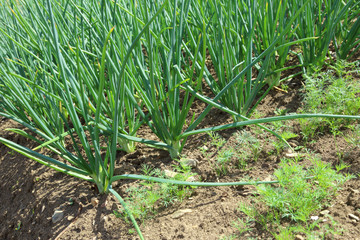 Young green leek growing on soil