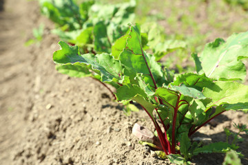 Young beetroot growing on soil