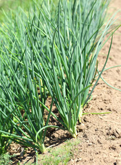 Obraz premium Young green leek growing on soil