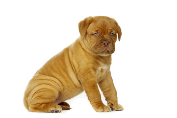 Obraz premium Dogue De Boudeux Puppy Isolated on a white background