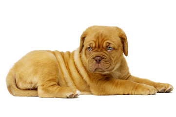 Dogue De Boudeux Puppy Isolated on a white background