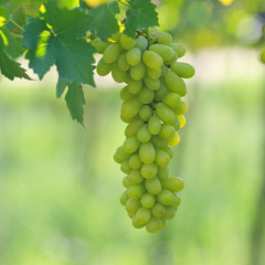 Fresh green grapes