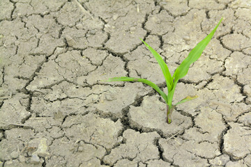 drought - 53954375