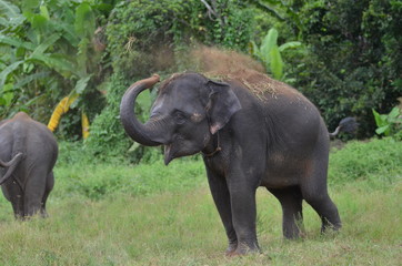 Fototapeta na wymiar The asian baby elephant is playing