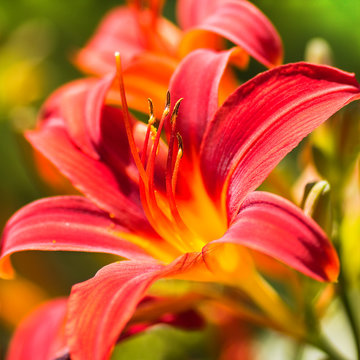 Close up Daylilies or Hemerocallis in summersun