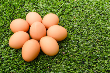 Group of Eggs on the grass