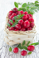 cranberries in a basket.