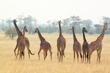 Herd of giraffes