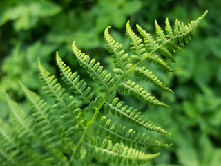 Growing Fern