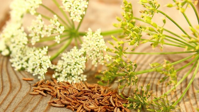 bl&uuml;te und samen von k&uuml;mmel