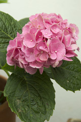 Pink Hydrangea flowers