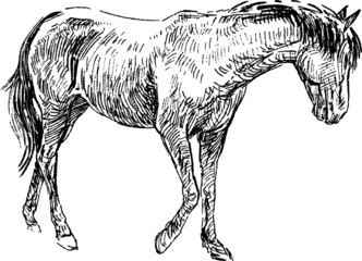 sketch of horse