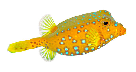 The Yellow  Boxfish (Ostracion cubicus).