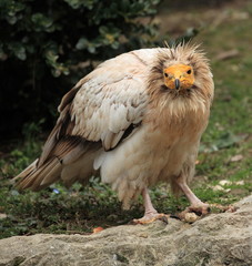 vautour d'égypte sur son aire d'envol