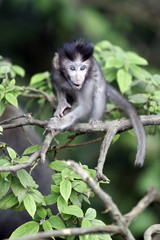 Long-tailed macaque, Macaca fascicularis
