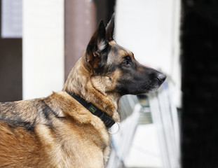Deutscher Schäferhund Portrait draußen
