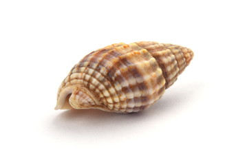 Shell isolated on white