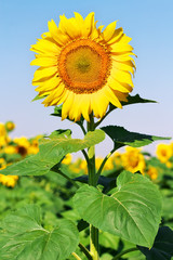 Sunflower in the field in summer