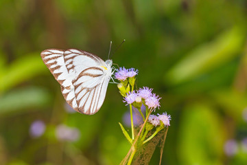 Striped Albatross butterfly