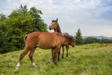Obraz premium Grazing horses