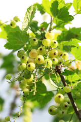 Branches and bunches of unripe white currants on a bush close-up