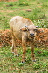 Thai buffalo chiangmai Thailand