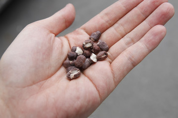 azuki or red beans drying food on hand