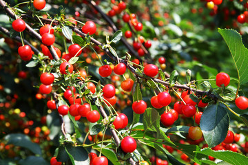 Fototapeta premium Cherries