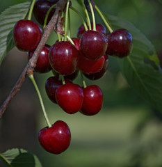 Kirschen