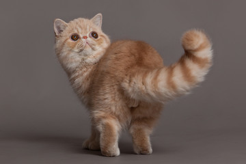 cat on grey background