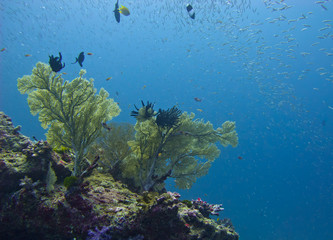 sea fan coral