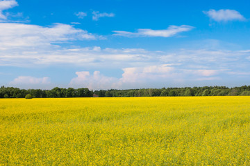 rape seed field h