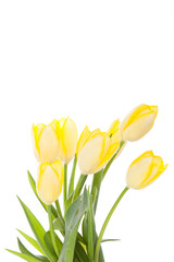tulips isolated on white background. colors