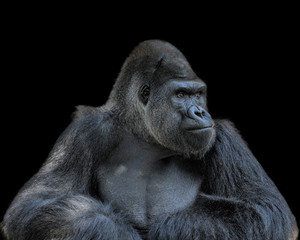 Fototapeta premium Contemplative Gorilla