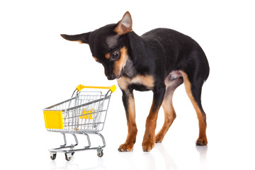 chihuahua with shopping trolly isolated on white background